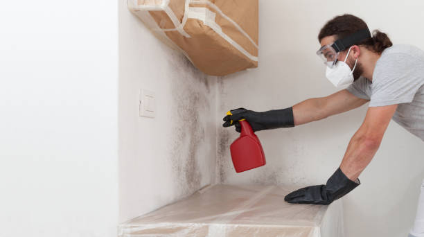 Professional Basement Mold Remediation technician working in Boyne Falls, MI