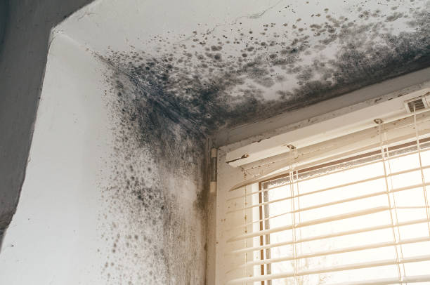 Trusted Basement Mold Remediation service in Boyne Falls, MI - Cheap Mold Removal