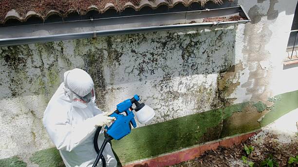 Trusted Mold Testing service in Boyne Falls, MI - Cheap Mold Removal